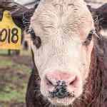 The Day a Cattle Farmer Asked Me to Do the Unthinkable.